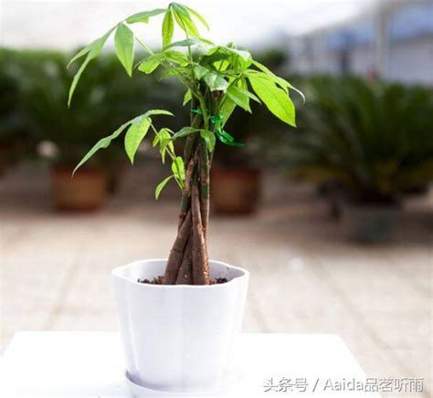 發財樹修剪|發財樹修剪全攻略：讓你的植物更茂盛 – 植物盆栽綠寶典